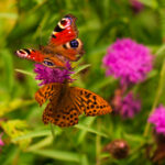 2139期开奖结果震撼揭晓,大奖花落谁家引关注 2gkh5j