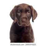 2138期开奖结果震撼揭晓,大奖花落谁家? 972225