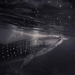 ITV直播精彩纷呈,热门剧集与赛事一网打尽 aspjbfb