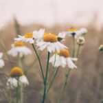 213终极格斗冠军赛全程高清直播激战正酣 c3s3a