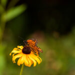 iPad在线观看翡翠台直播,高清流畅追港剧首选 ccqu3