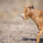 2130期开奖号码已公布,最新结果查询与中奖详情速看 li27mzo