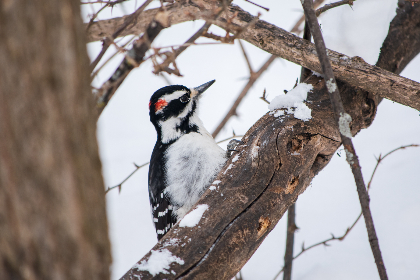 IG与EDG巅峰对决直播:强强对话引爆电竞之夜