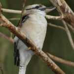 214期历史开奖结果查询与完整数据回顾 qrxhd