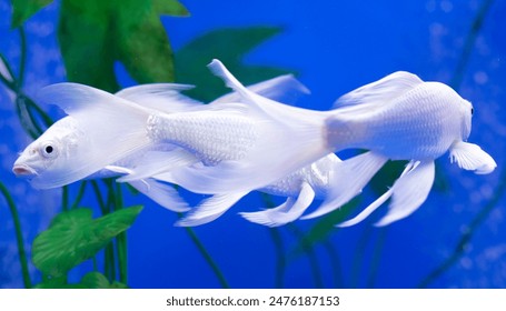 213期历史开奖结果查询与完整数据回顾