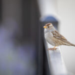 213期前后开奖号码关联性深度解析 w277uol